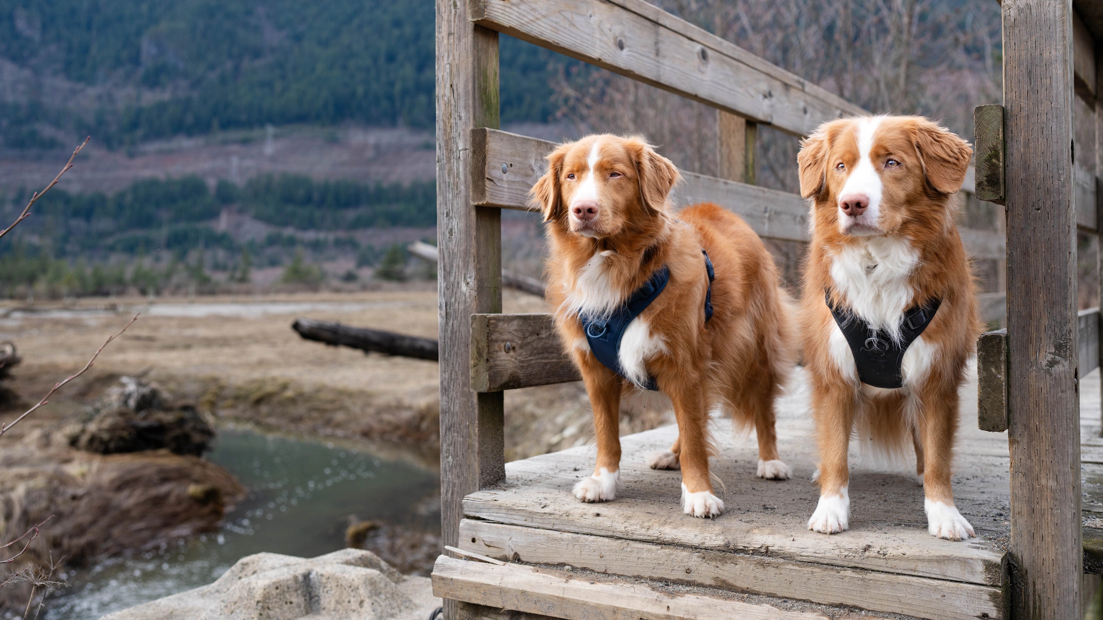 Two Toller dogs standing on bridge