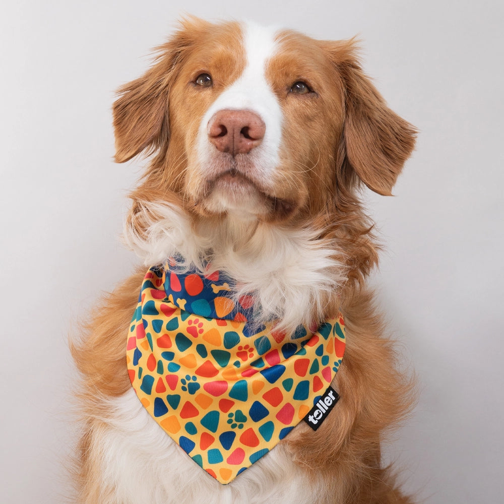 'Fruity Pebbles' 2-in-1 Dog Bandana