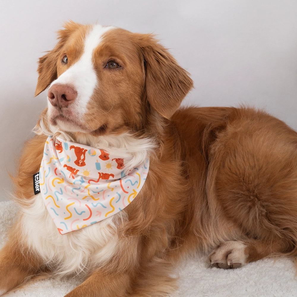 Brown and white dog wearing a colorful bandana on a light background