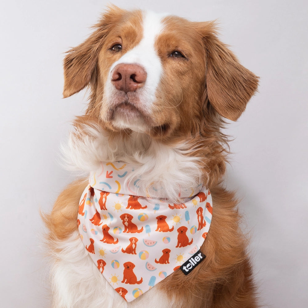 Dog wearing a bandana with a colorful pattern on a white background