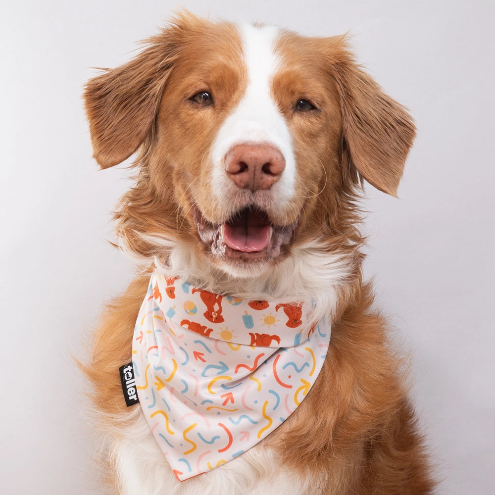 Dog wearing a colorful bandana with a white background