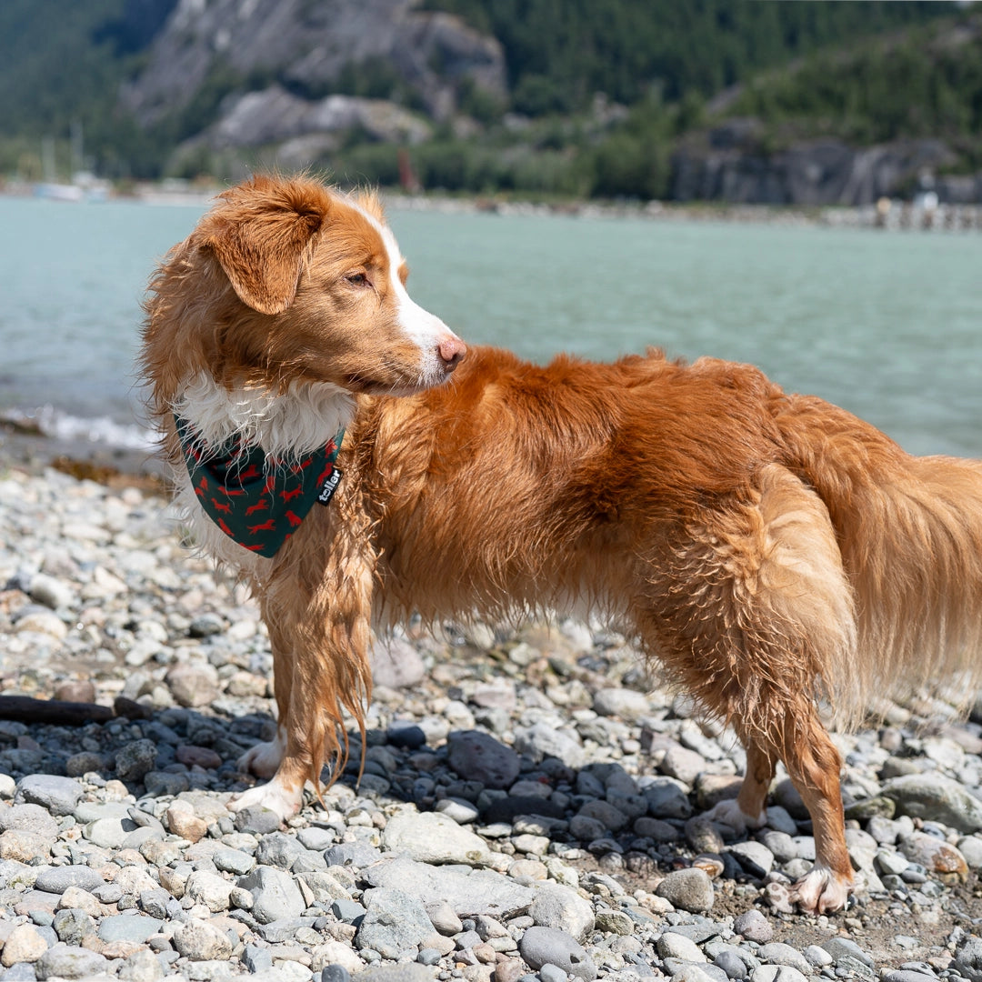 red dog and green bandana