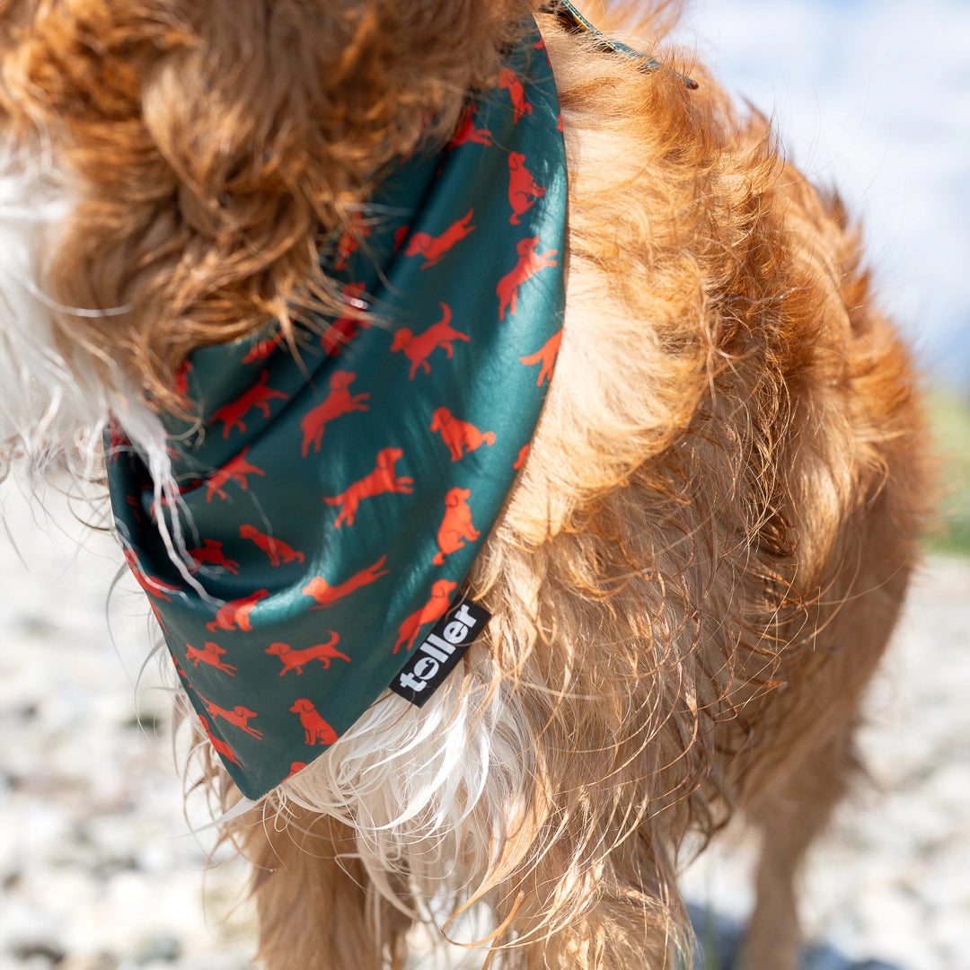 green and red dog bandana