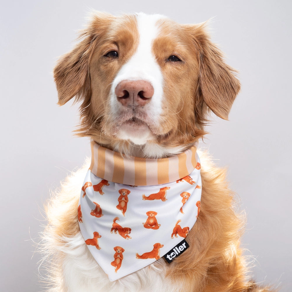 'Nama-stay Stripe' 2-in-1 Dog Bandana