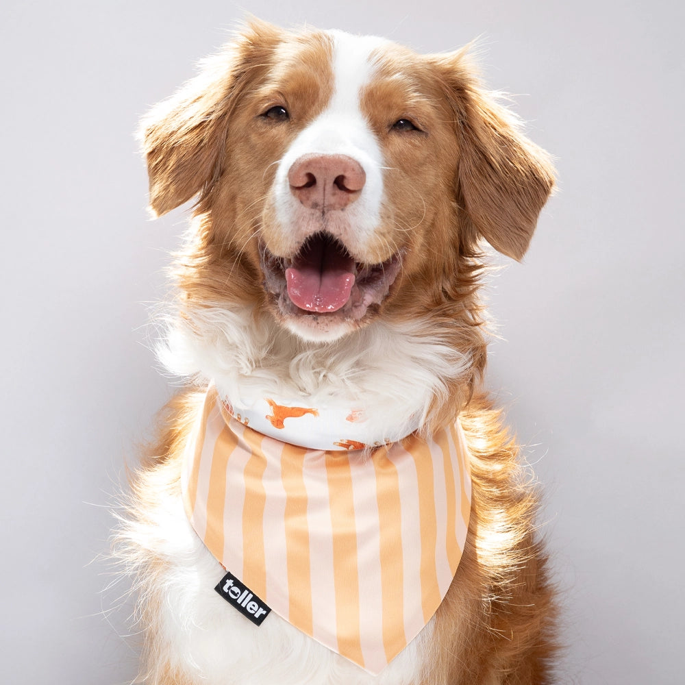 'Nama-stay Stripe' 2-in-1 Dog Bandana