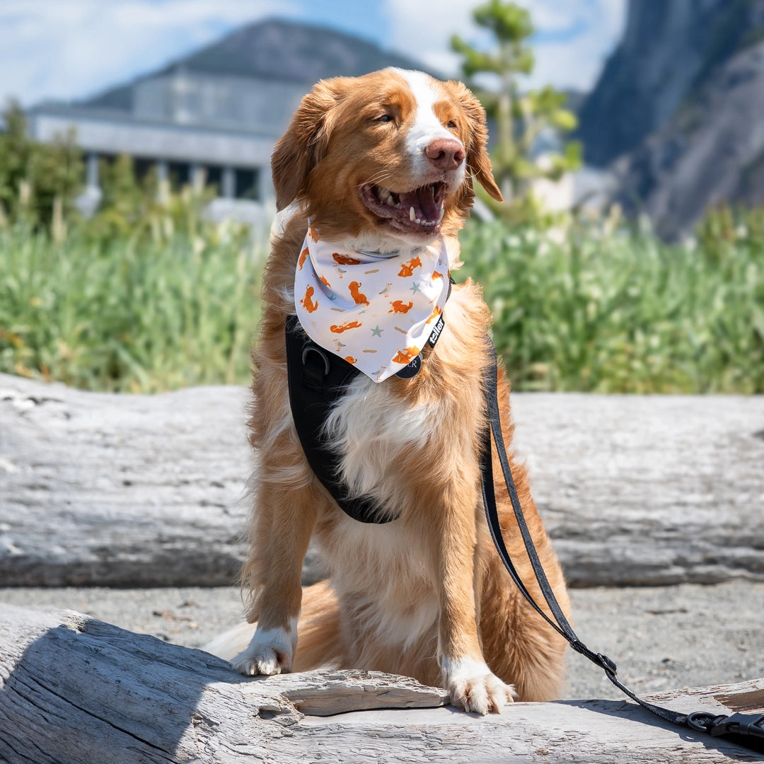 dog wearing bandana happy on walk