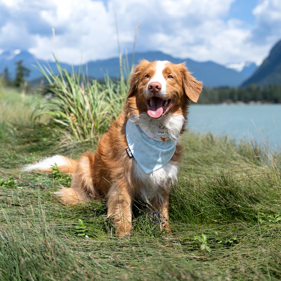 smiling toller wearing bandana in grass