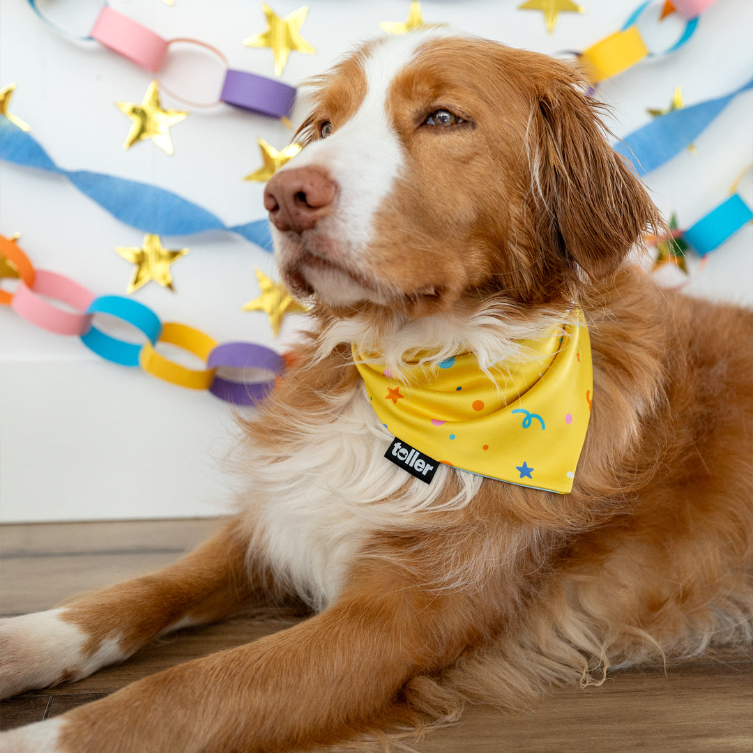 'Party Animal' 2-in-1 Dog Bandana