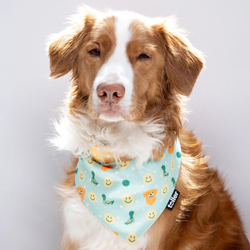 Dog wearing a colorful bandana with a plain background