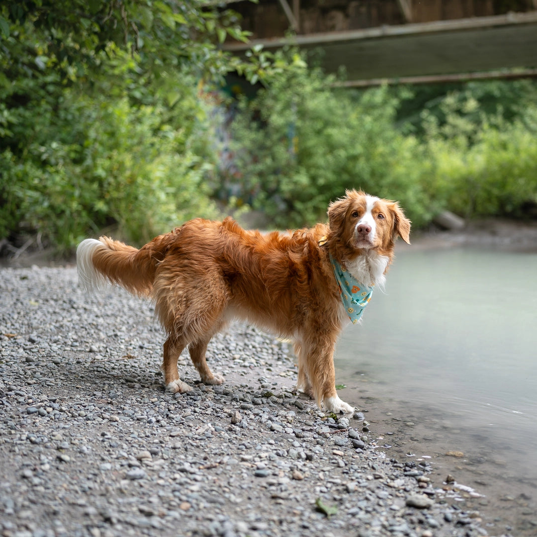 curious bandana wearing toller dog
