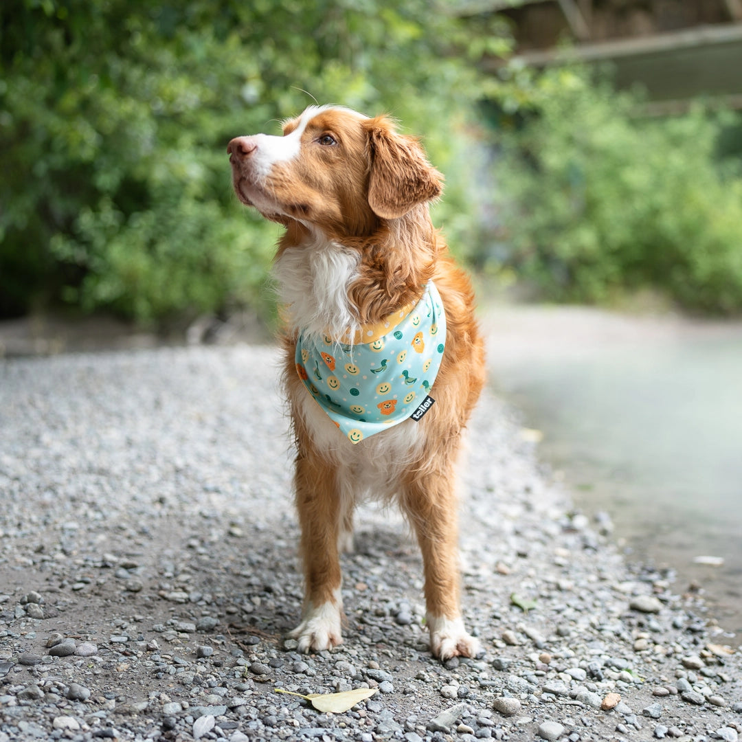 duck, smiley and toller dog bandana
