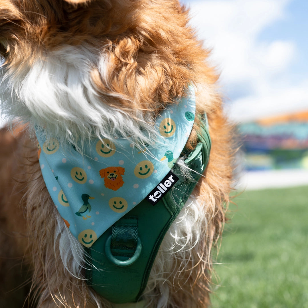 close up of bandana and dog harness