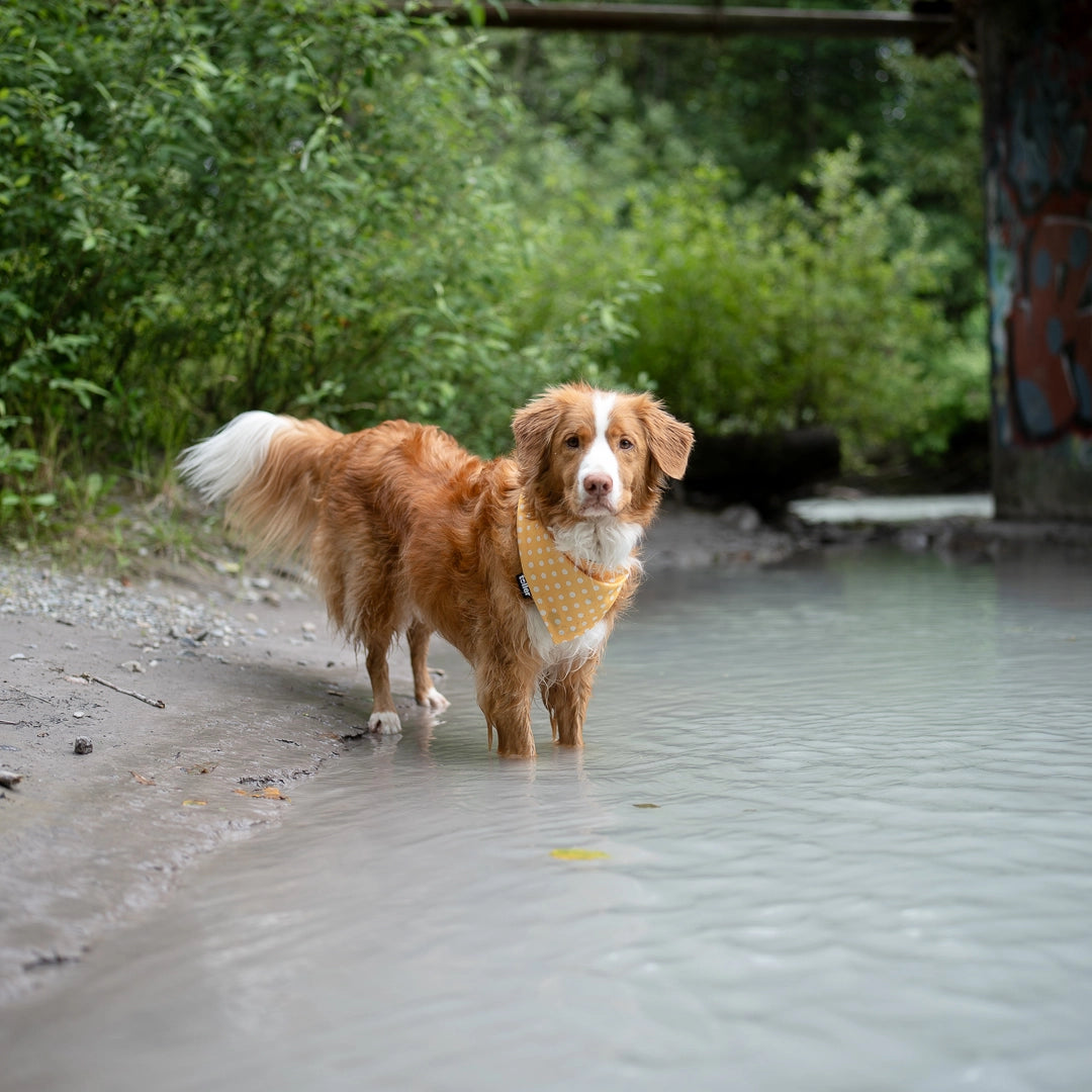 curious, wet dog wearing yellow bandana
