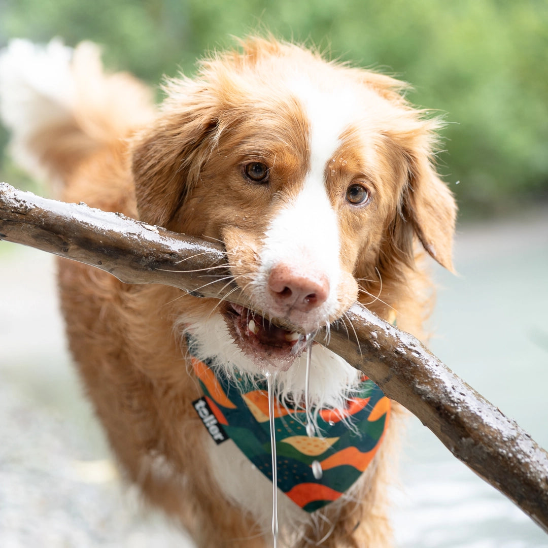 very cute toller wearing bandana close up