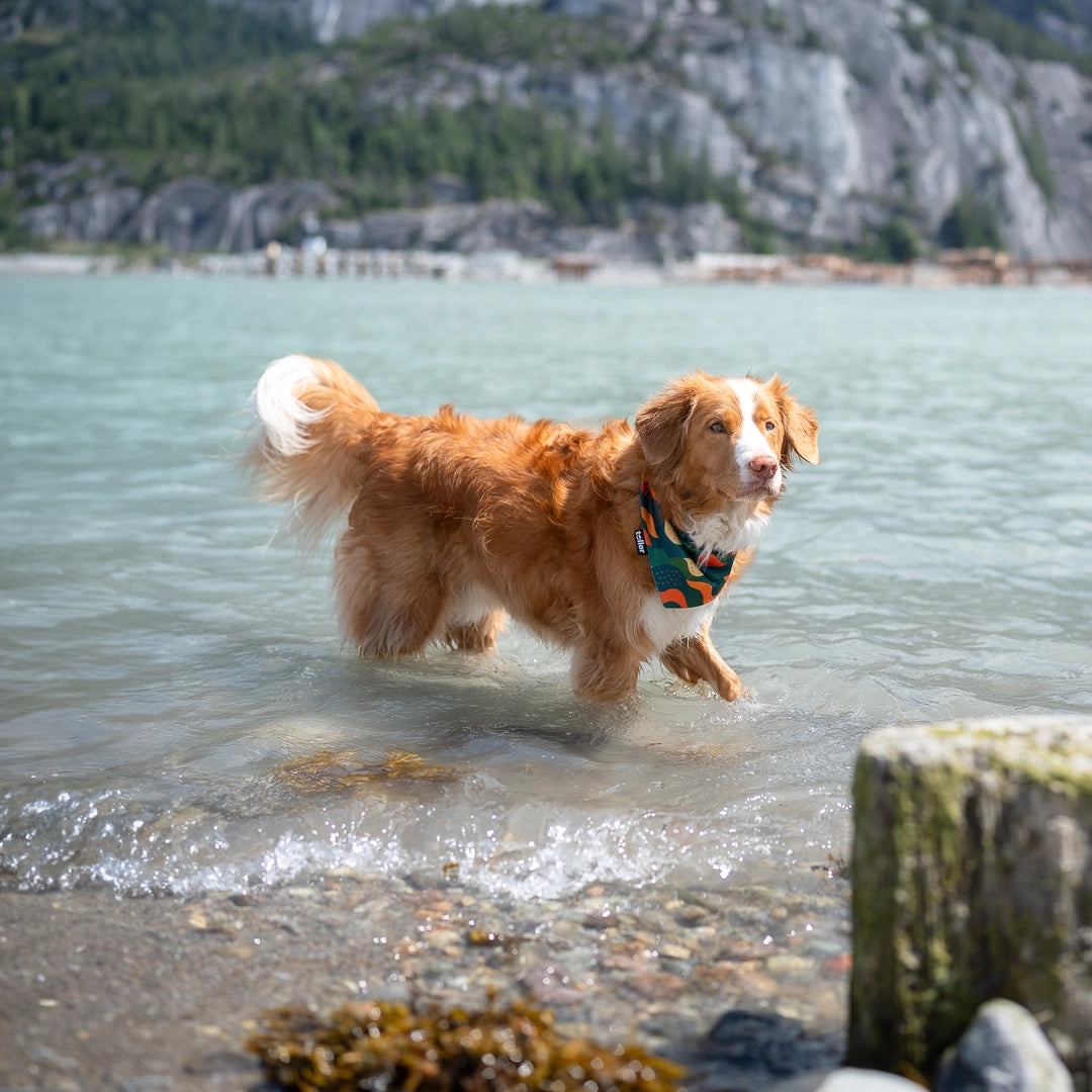 toller wearing forest print bandana