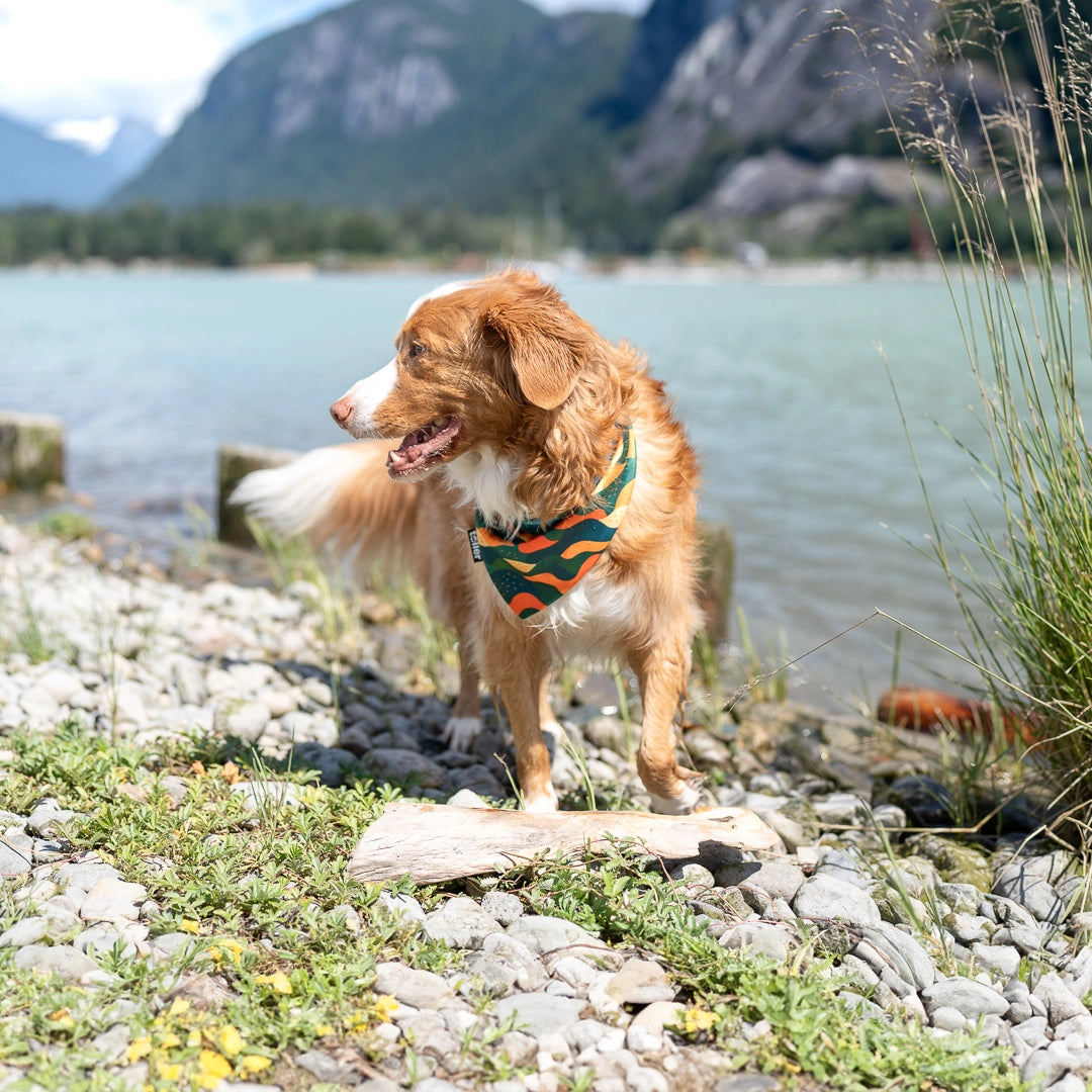 colourful dog bandana