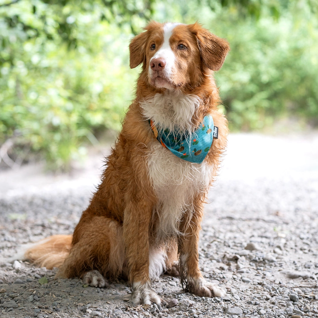 cute toller in bandana
