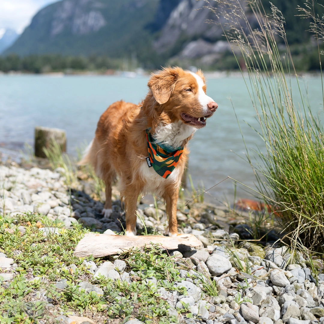 green and orange toller bandana