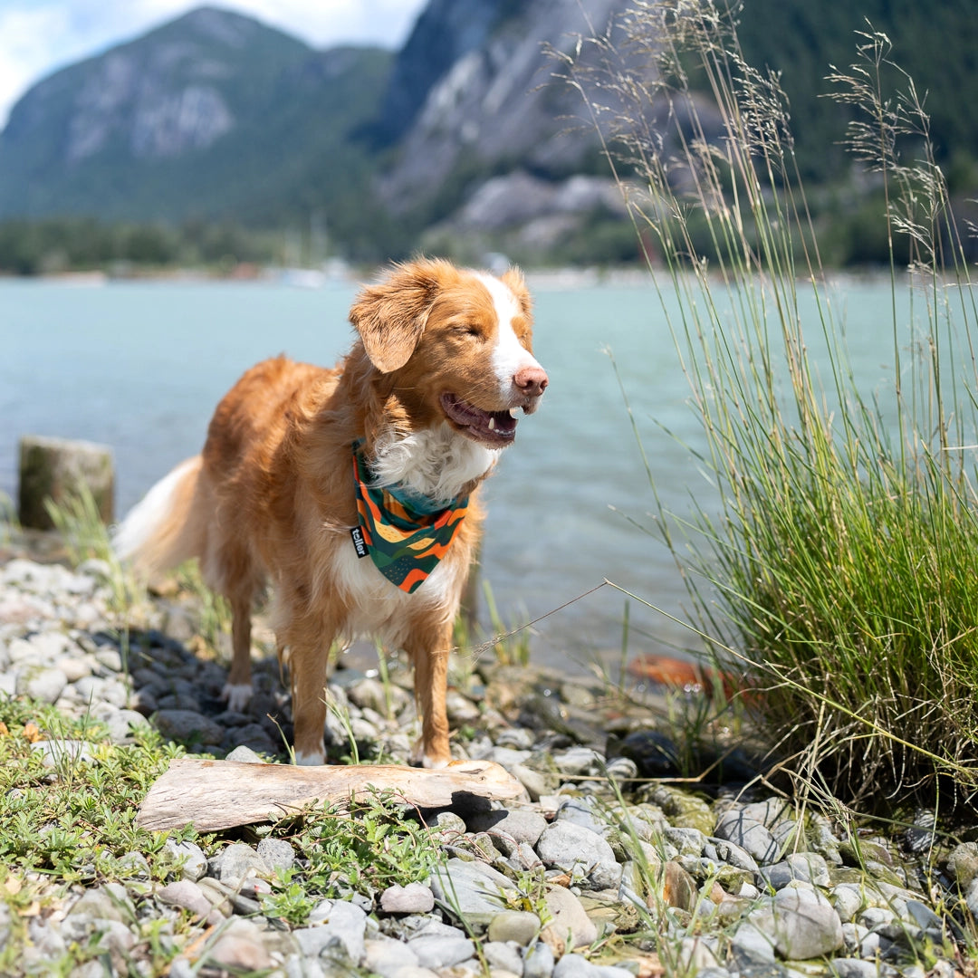 dog wearing bandana in wind