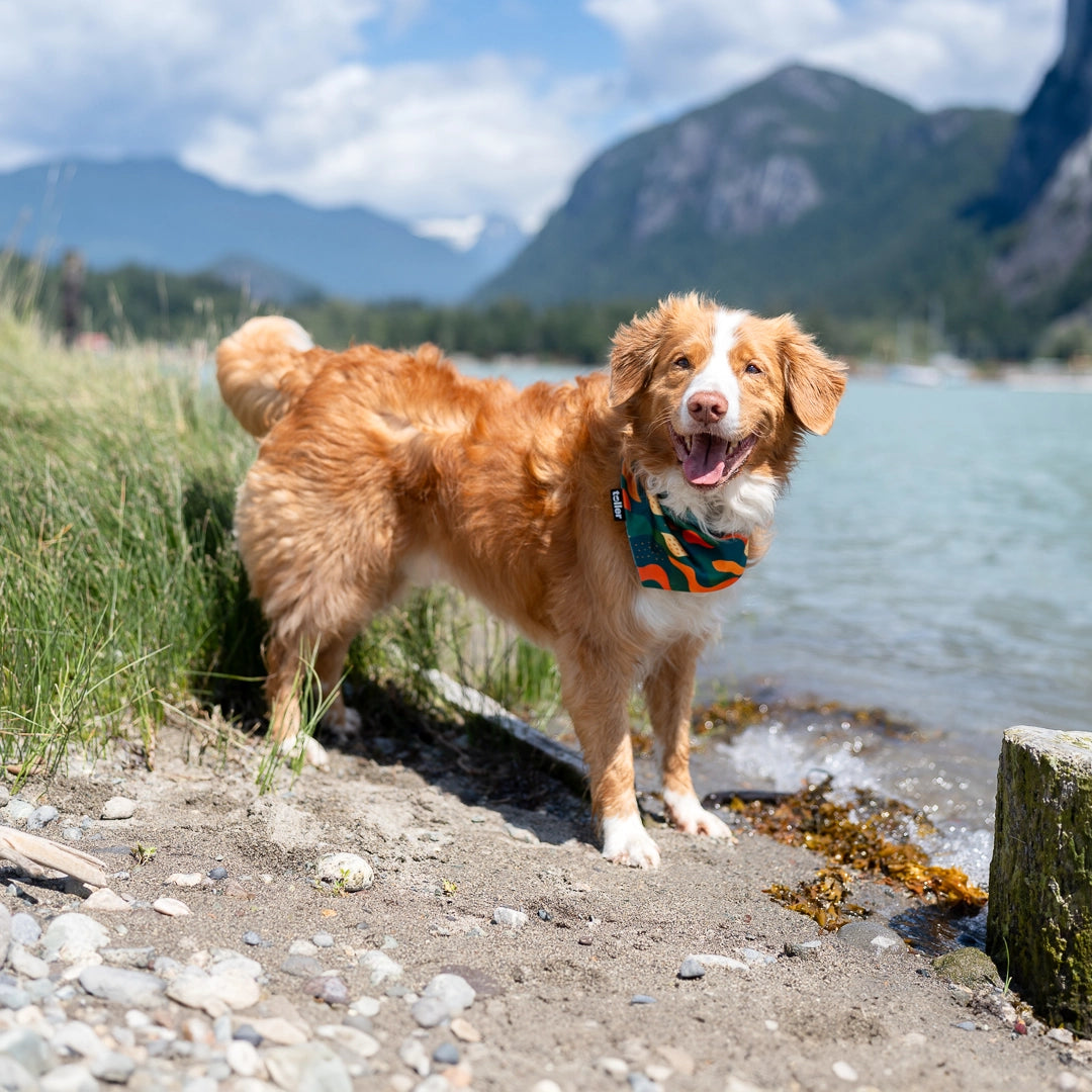smilind dog in bandana