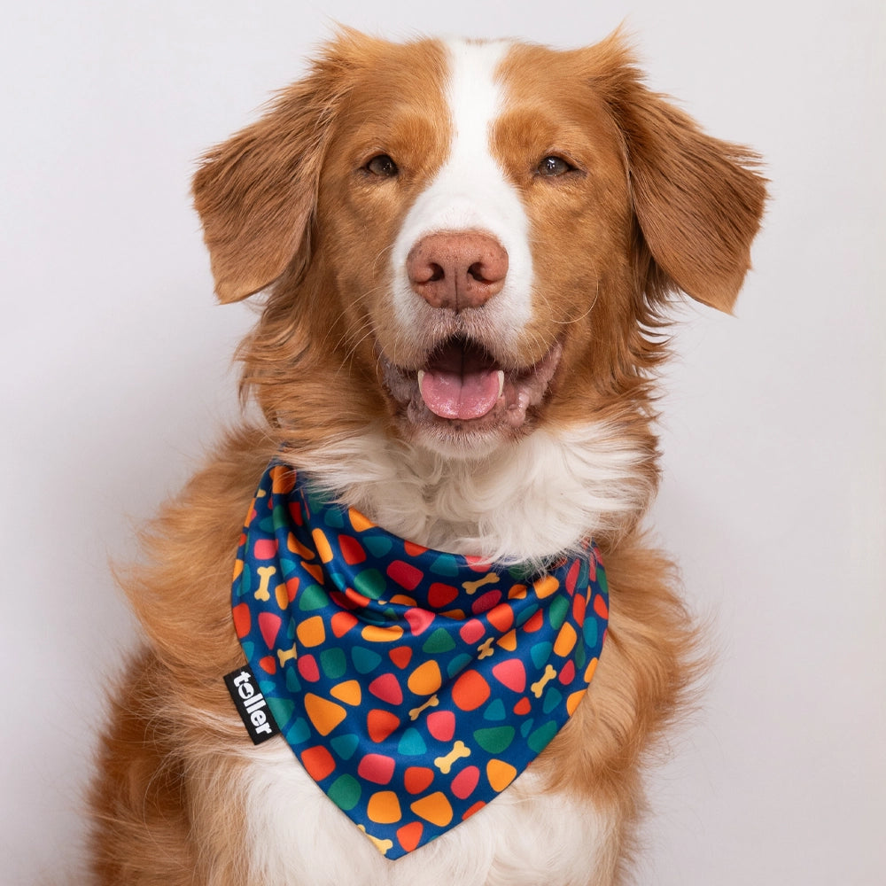 dog wearing blue colourful bandana