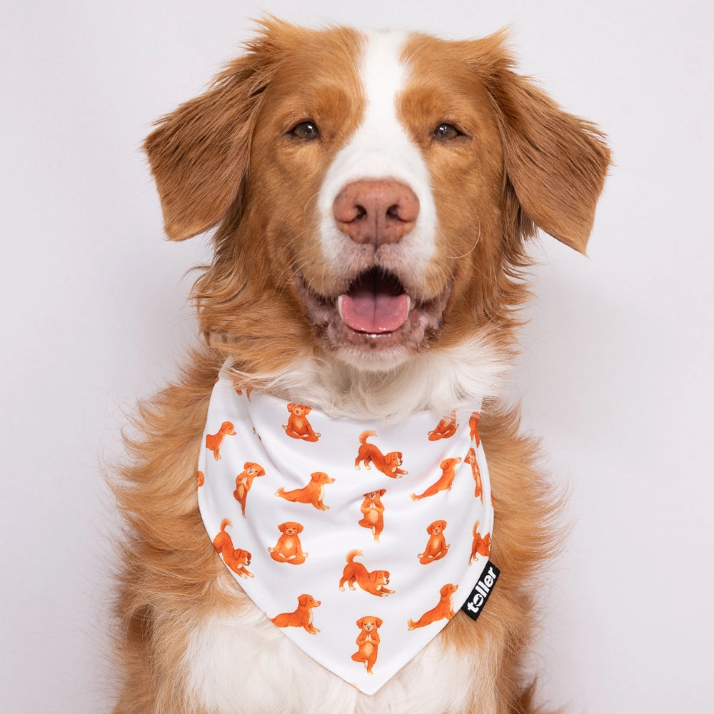 'Nama-stay Stripe' 2-in-1 Dog Bandana