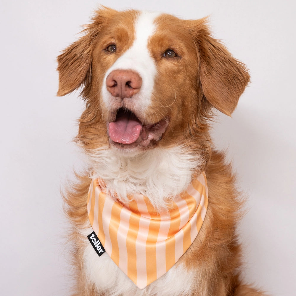 Dog wearing an orange striped bandana on a white background