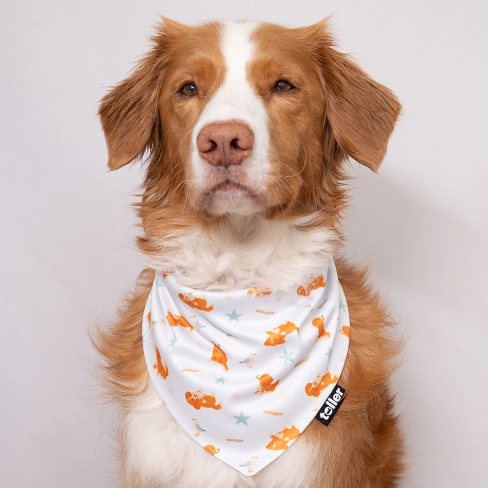 star and dog bandana