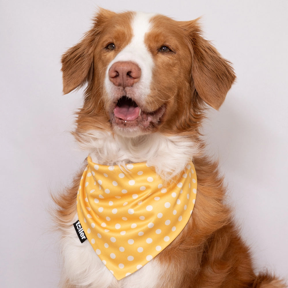 'Polka Duck' 2-in-1 Dog Bandana