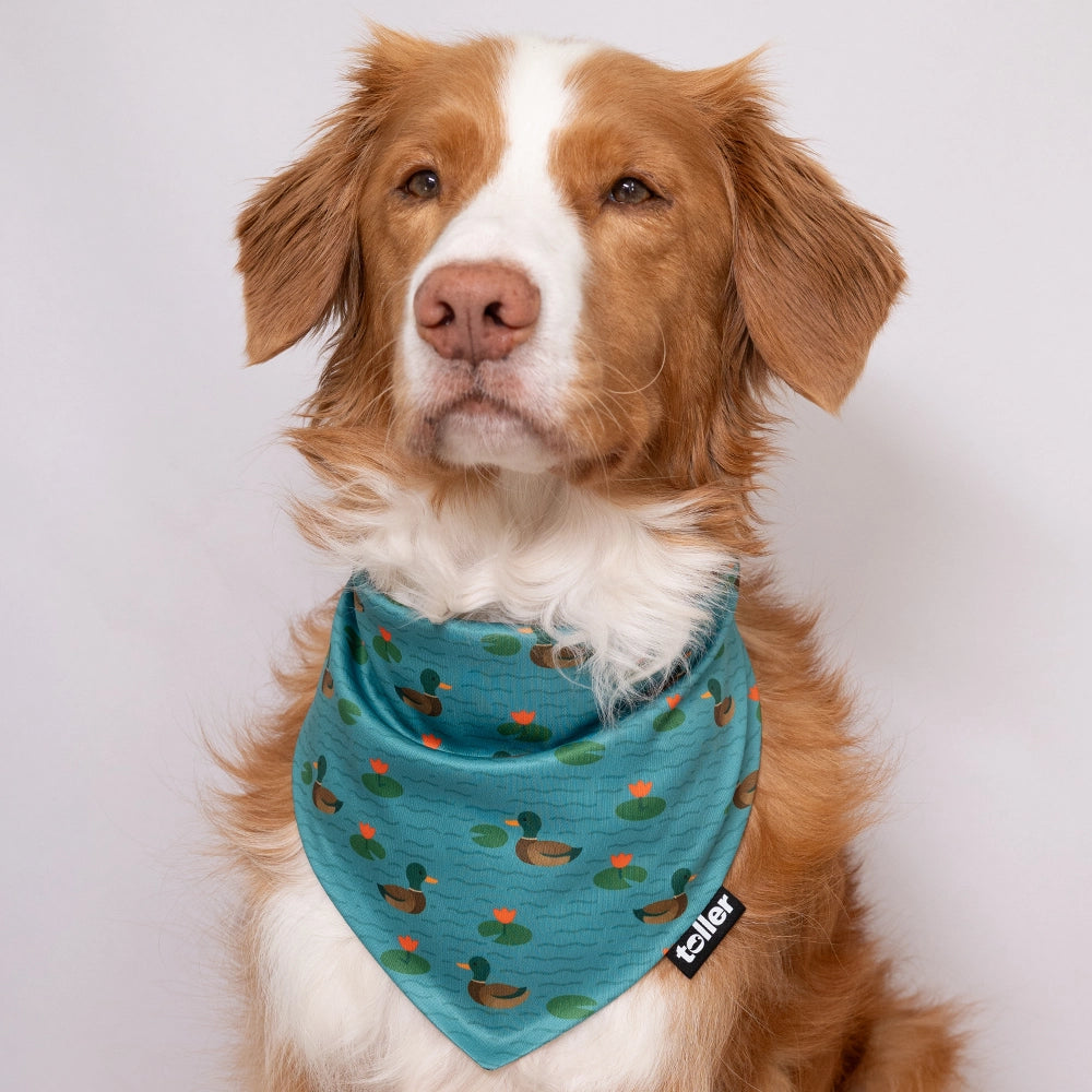 ducks in a pond bandana on toller
