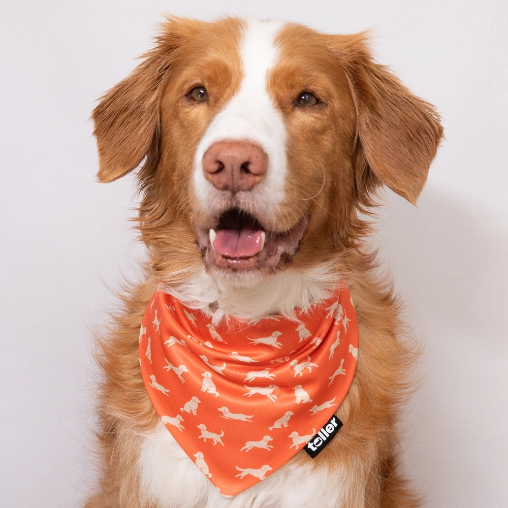 pink dogs bandana on toller