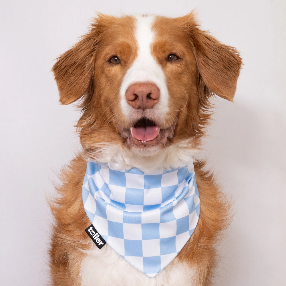 'Swimmers Check' 2-in-1 Dog Bandana