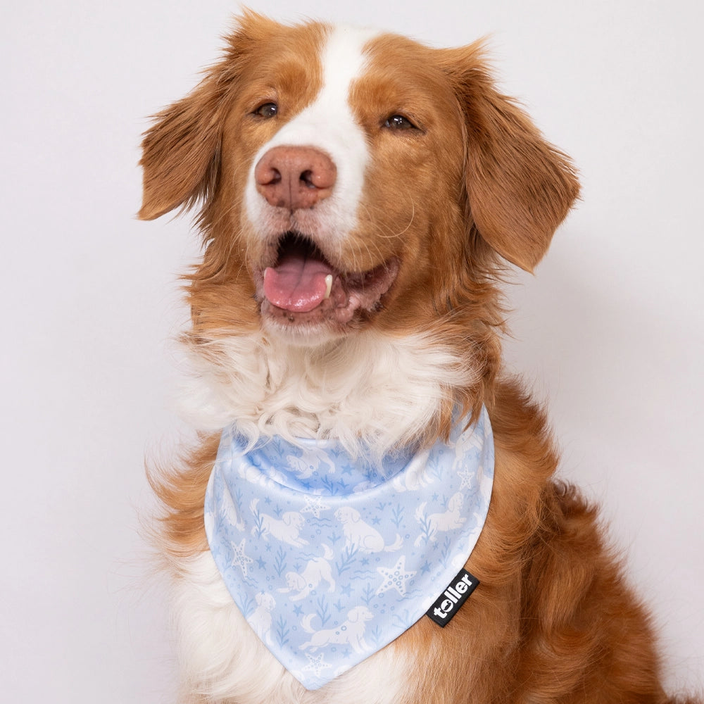 Dog wearing a blue bandana with a white background