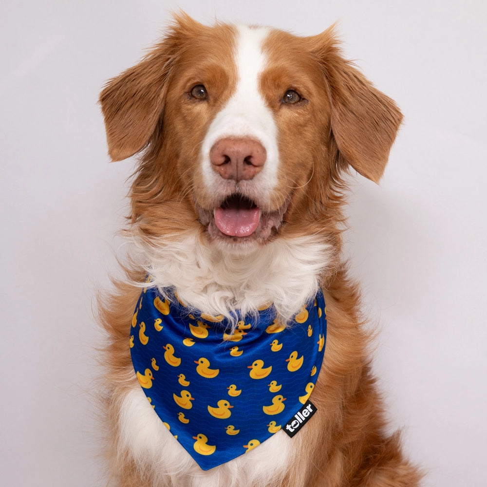 toller dog in blue ducky bandana