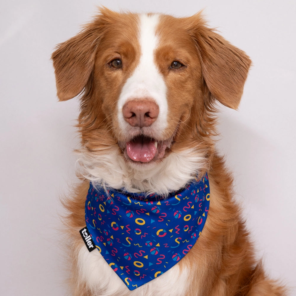 bandana blue on dog
