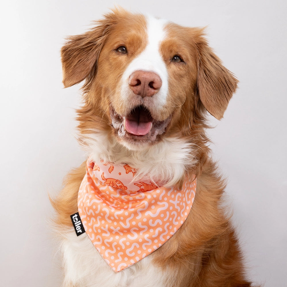 'Rodeo Wriggle' 2-in-1 Dog Bandana