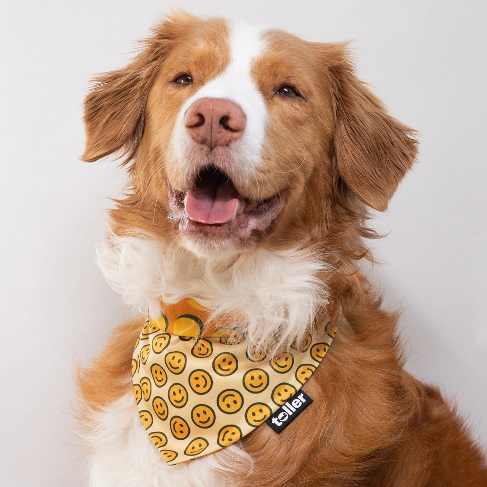 'Smiley Spot' 2-in-1 Dog Bandana
