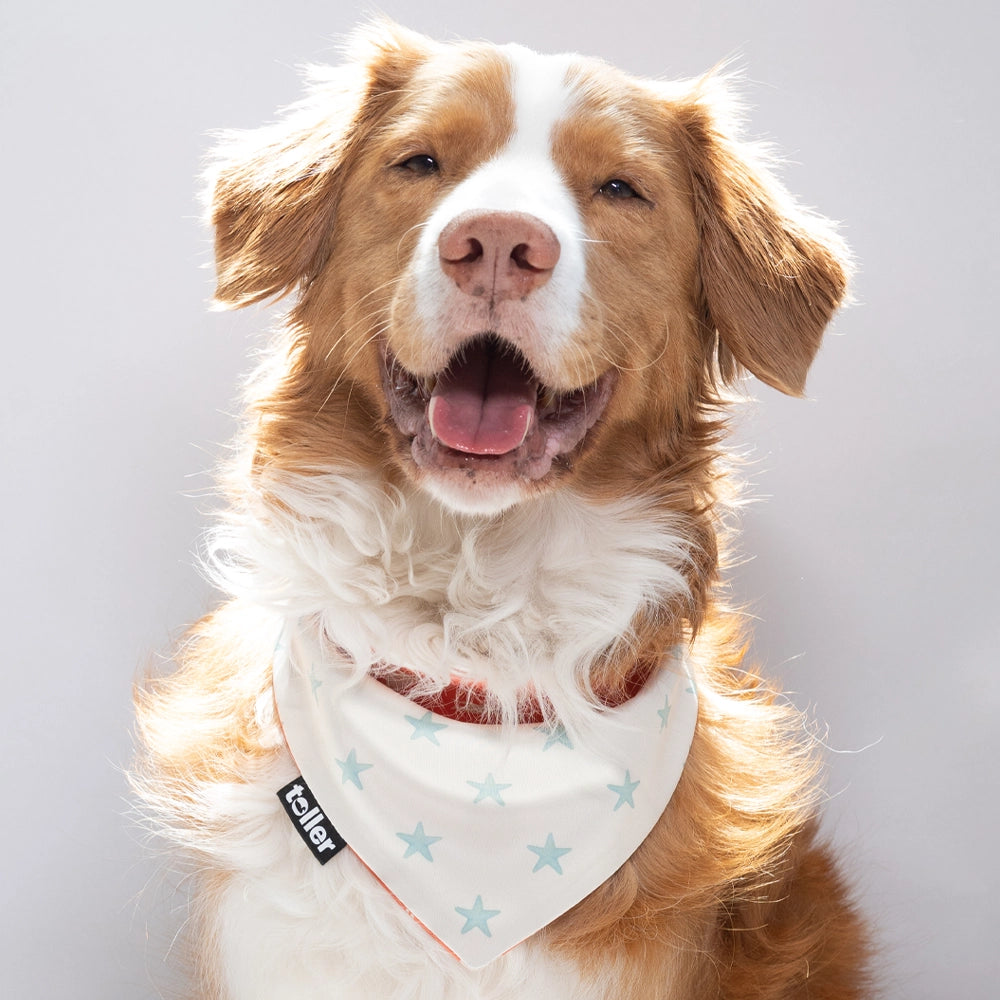 'Star Player' 2-in-1 Dog Bandana