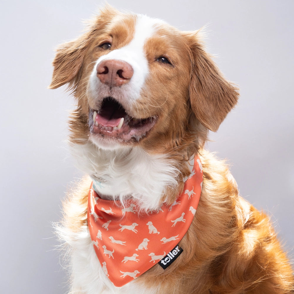 'Star Player' 2-in-1 Dog Bandana