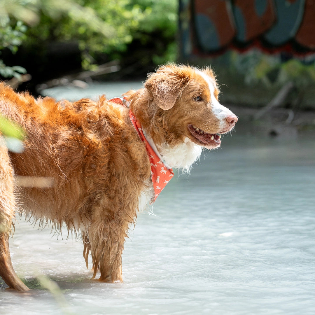 happy toller wearing bandana in water