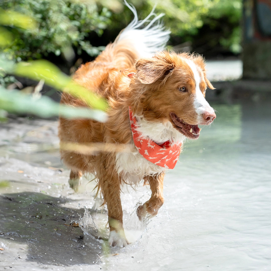 playful toller wearing bandana