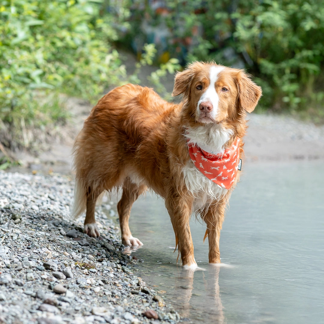dog standing alert wearing bandana