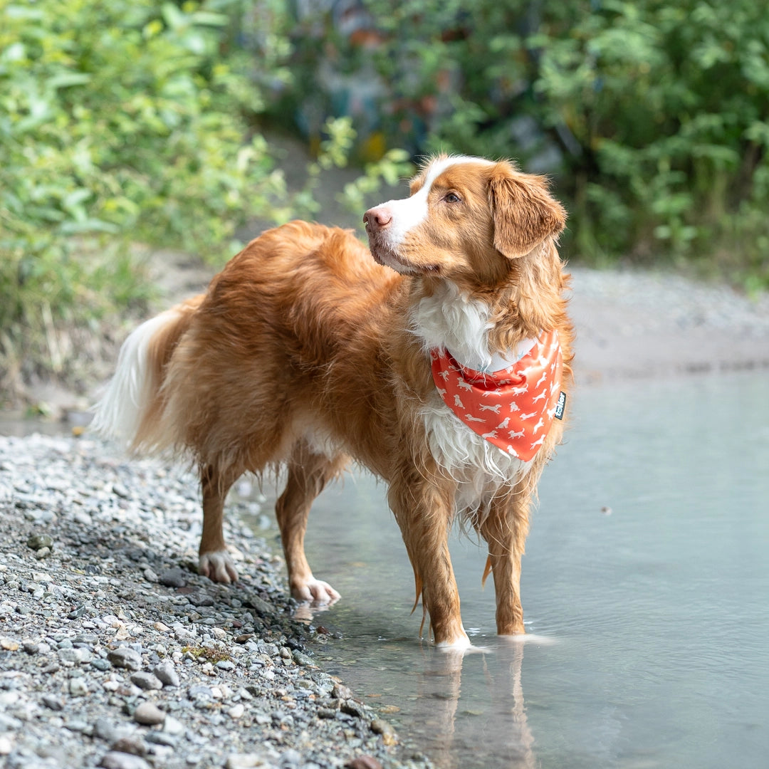 2 in 1 print dog wearing bandana