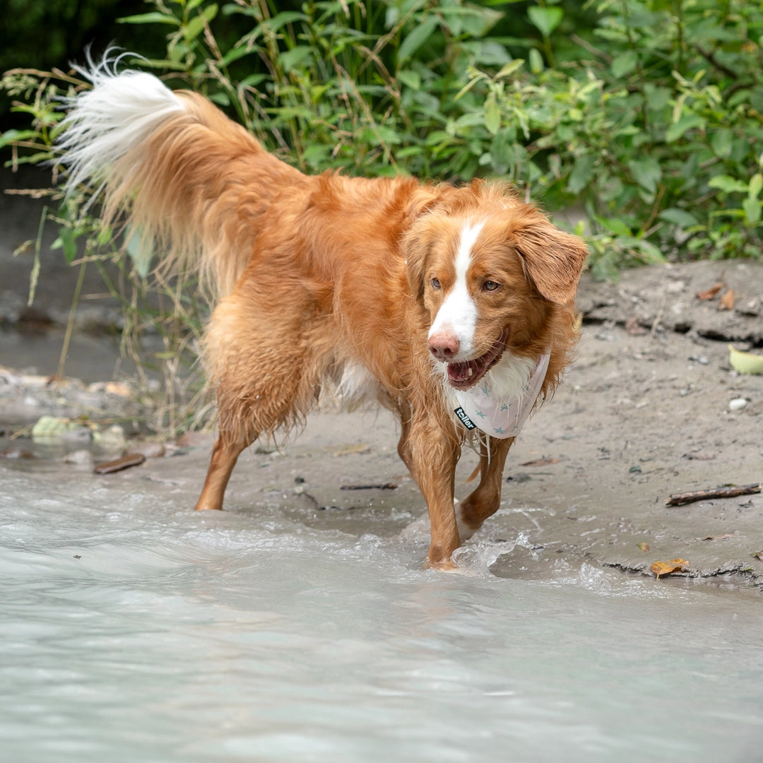 wet toller in water wearing bandana