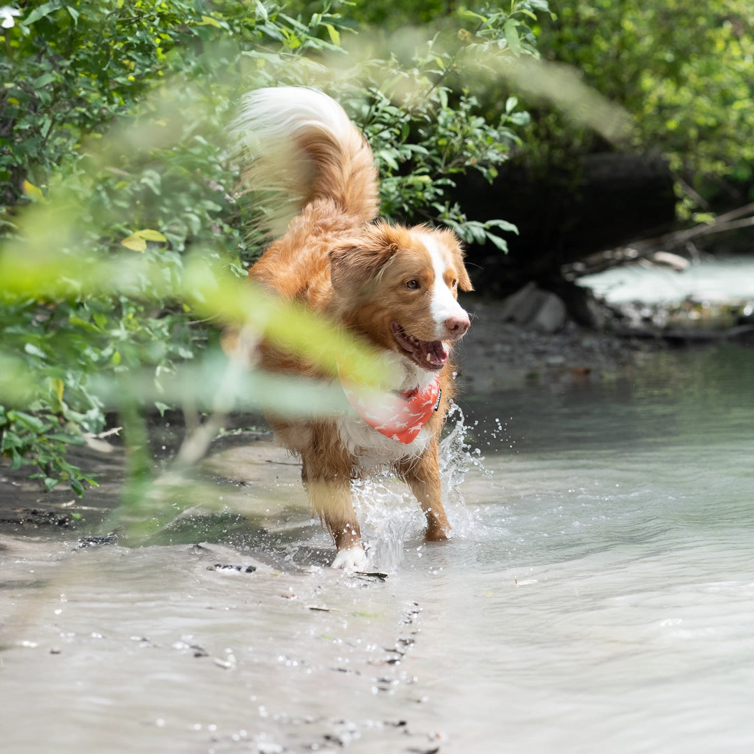 fast toller wearing dog bandana