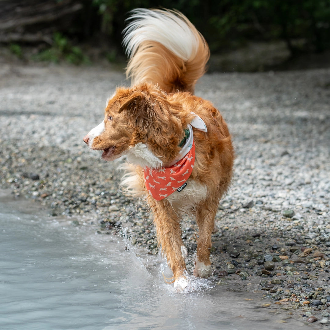 toller dog wearing pink bandana