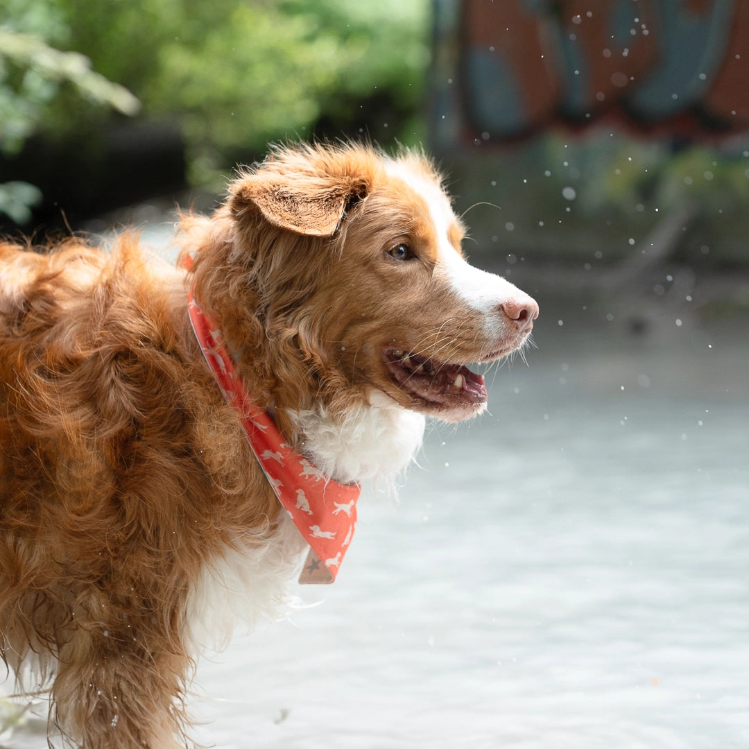 toller in water playing wearing bandana