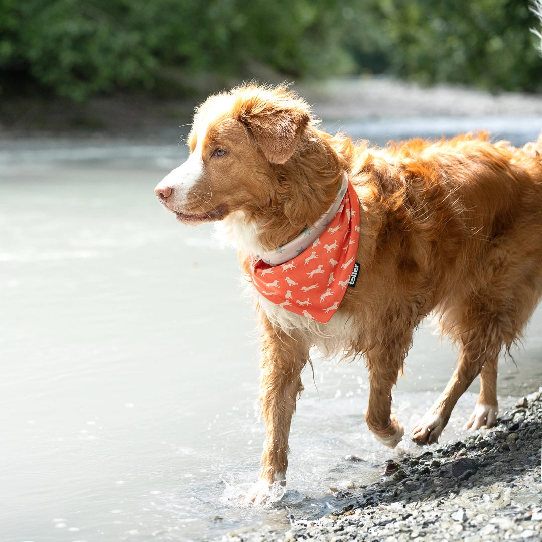 dog wearing bandana in water