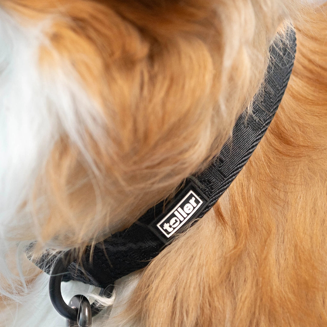 close up pf toller logo on black collar