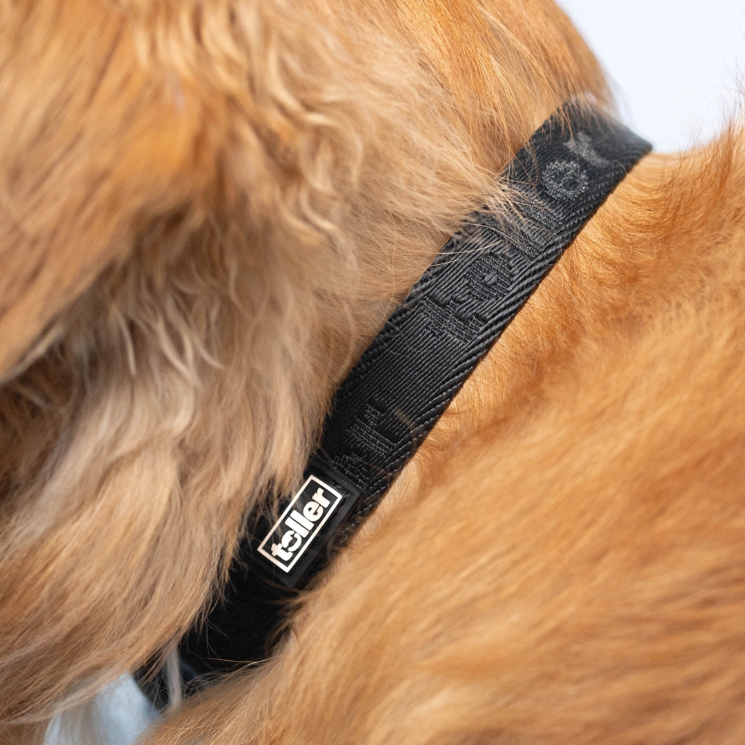 Toller brand black dog collar detail